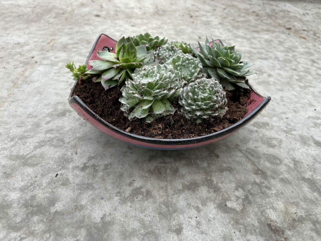 Impressie Sempervivium