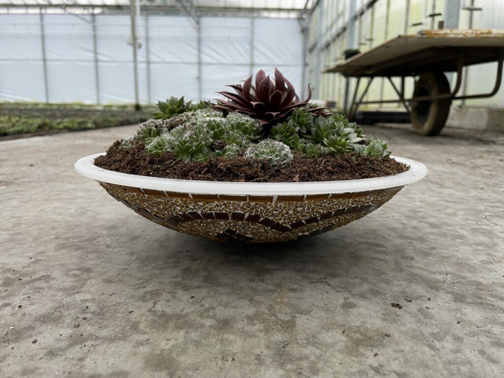 Impressie Sempervivium