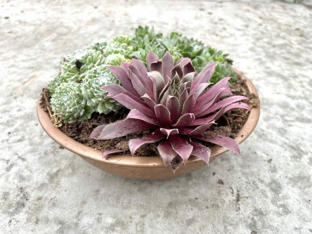 Impressie Sempervivium