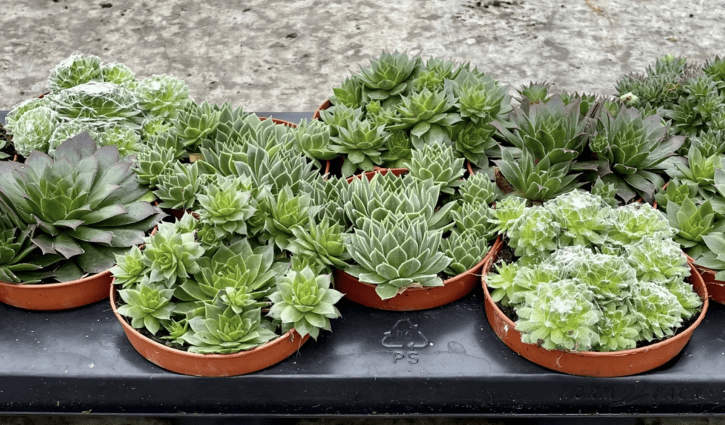 Impressie Sempervivium