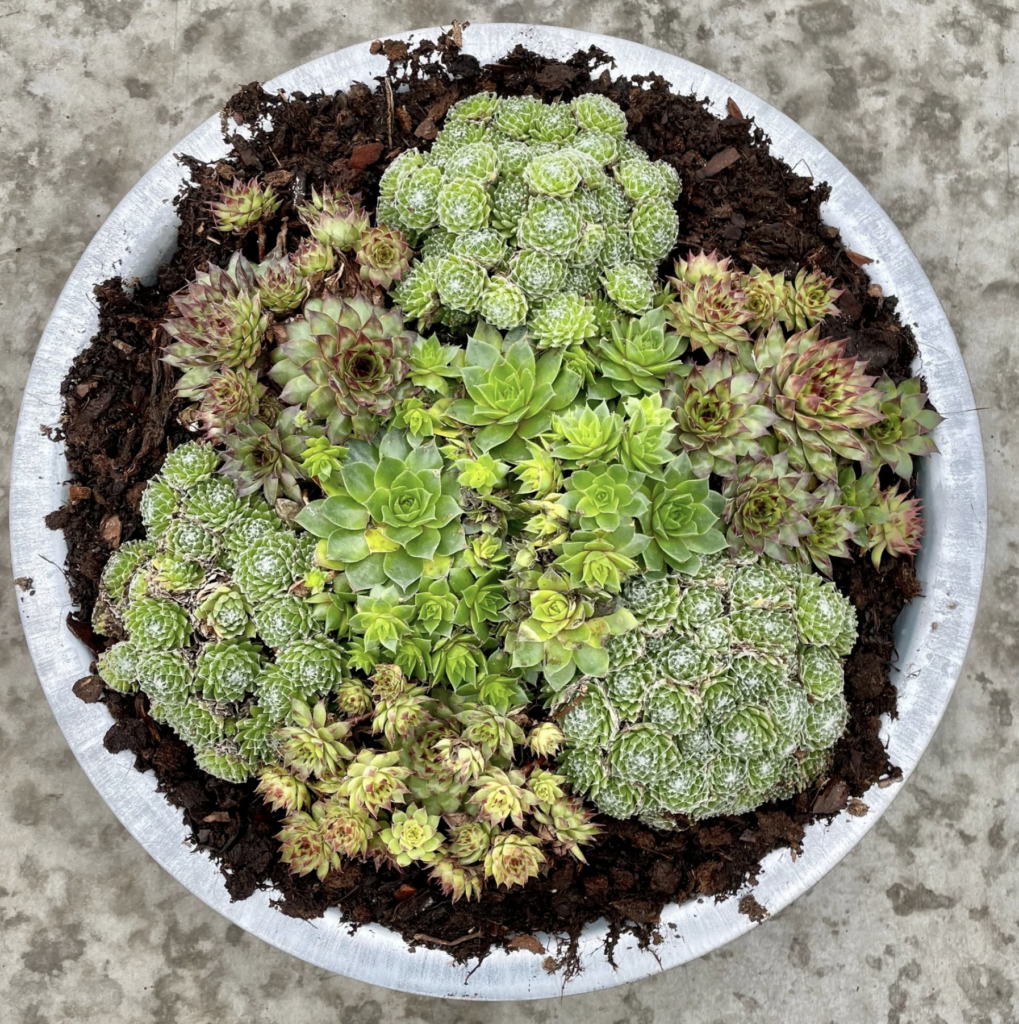 Impressie Sempervivium