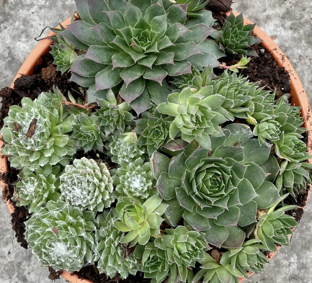 Impressie Sempervivium